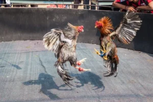 Làm Chủ Sân Chơi Đá Gà GA28 MU88 Với Chiến Thuật Đỉnh